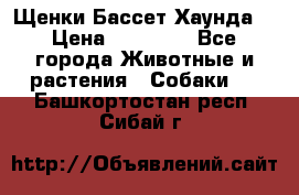 Щенки Бассет Хаунда  › Цена ­ 25 000 - Все города Животные и растения » Собаки   . Башкортостан респ.,Сибай г.